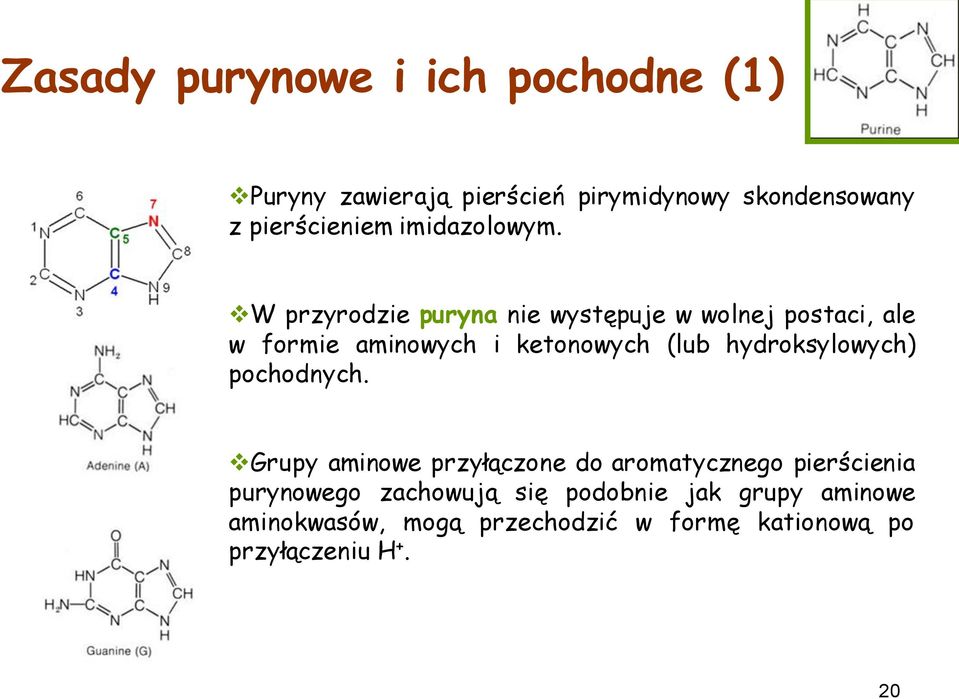 W przyrodzie puryna nie występuje w wolnej postaci, ale w formie aminowych i ketonowych (lub