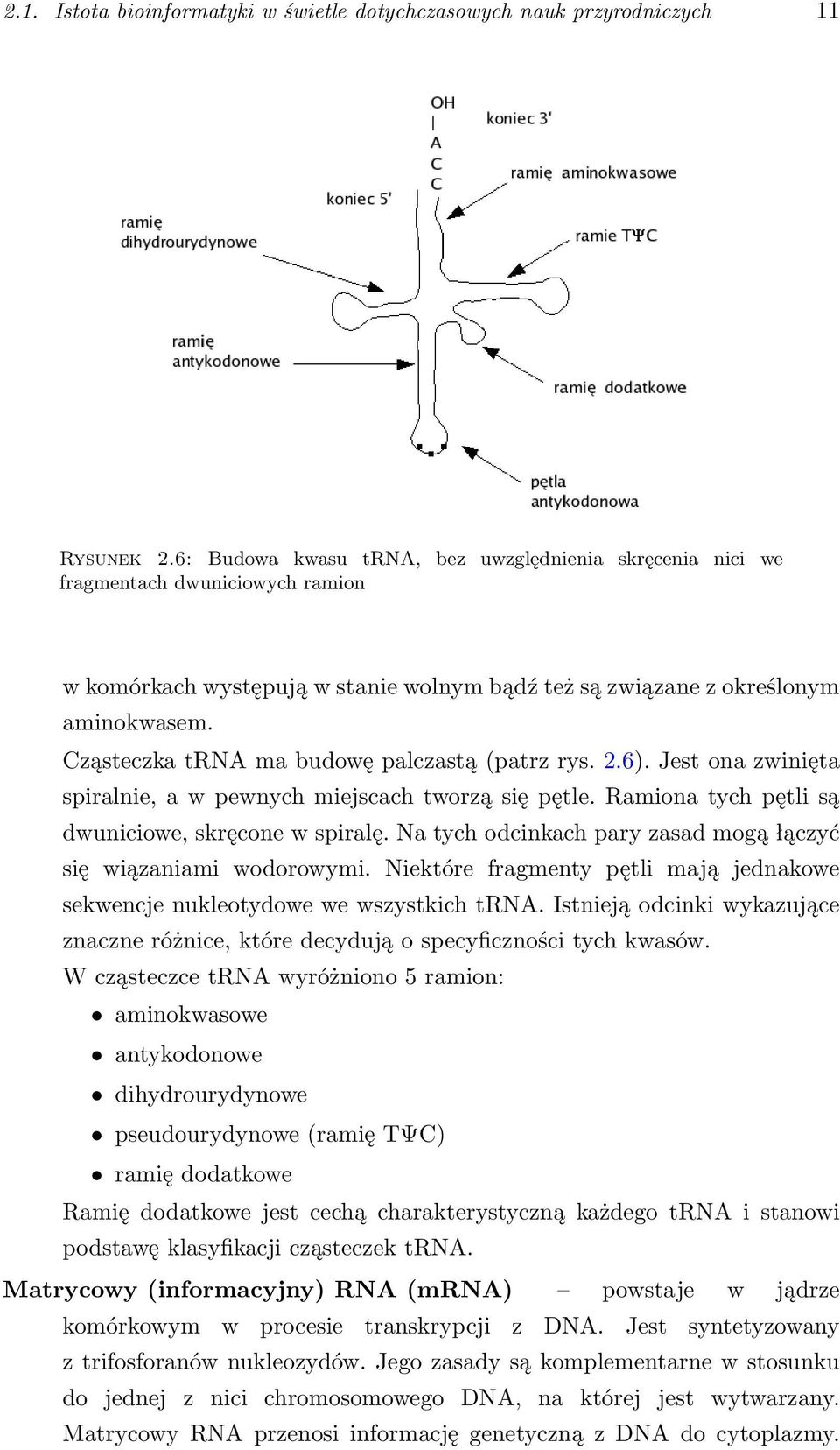 Cząsteczka trna ma budowę palczastą (patrz rys. 2.6). Jest ona zwinięta spiralnie, a w pewnych miejscach tworzą się pętle. Ramiona tych pętli są dwuniciowe, skręcone w spiralę.