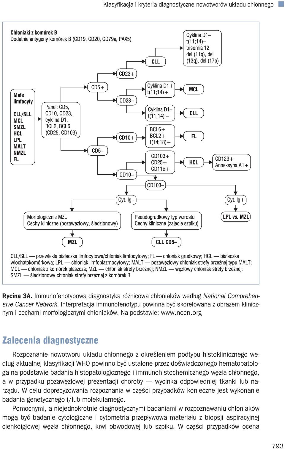 BCL6+ BCL2+ t(14;18)+ CD103+ CD25+ CD11c+ MCL CLL FL HCL CD123+ Anneksyna A1+ CD103 Cyt. Ig Cyt.