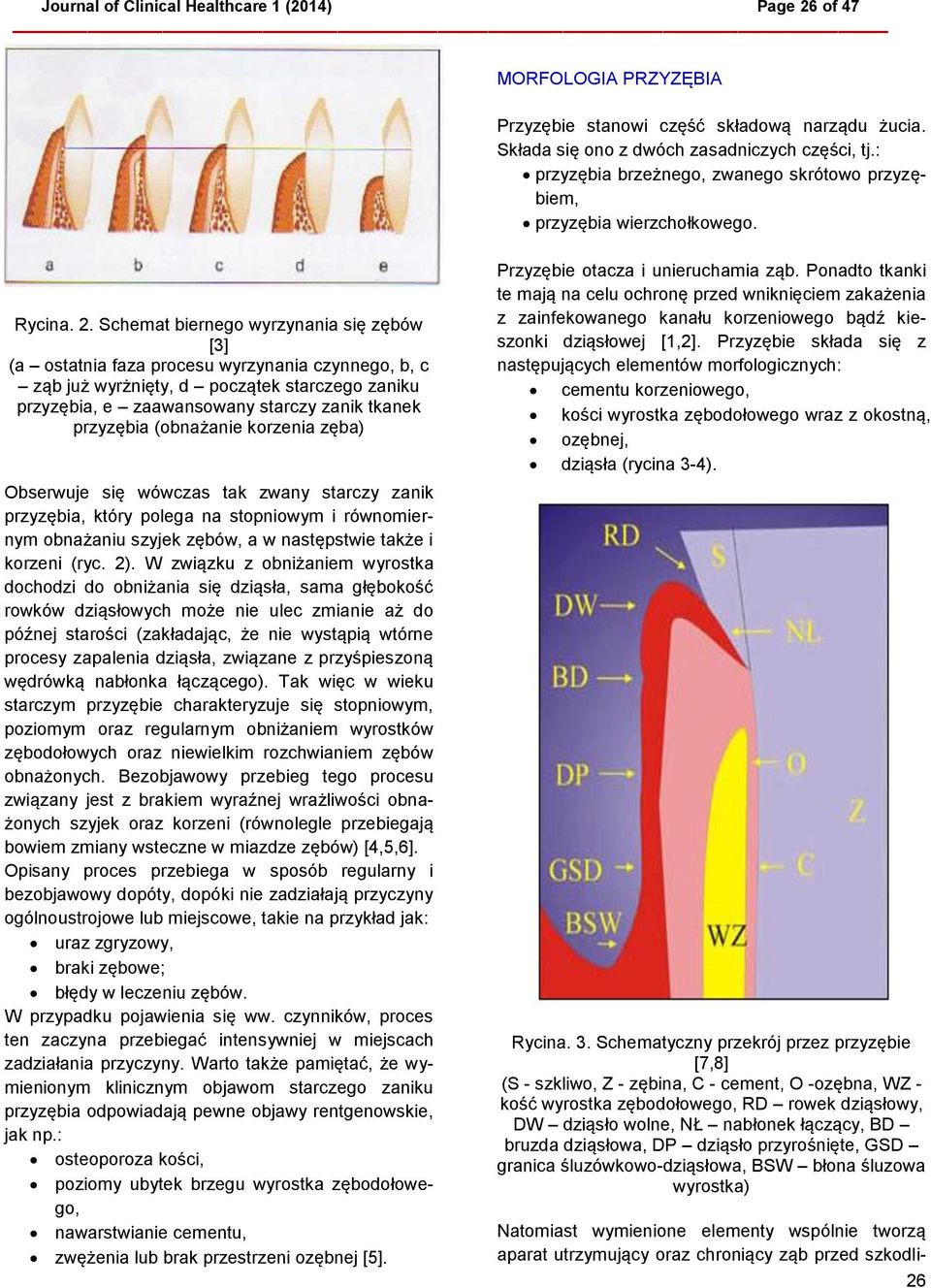 Schemat biernego wyrzynania się zębów [3] (a ostatnia faza procesu wyrzynania czynnego, b, c ząb już wyrżnięty, d początek starczego zaniku przyzębia, e zaawansowany starczy zanik tkanek przyzębia