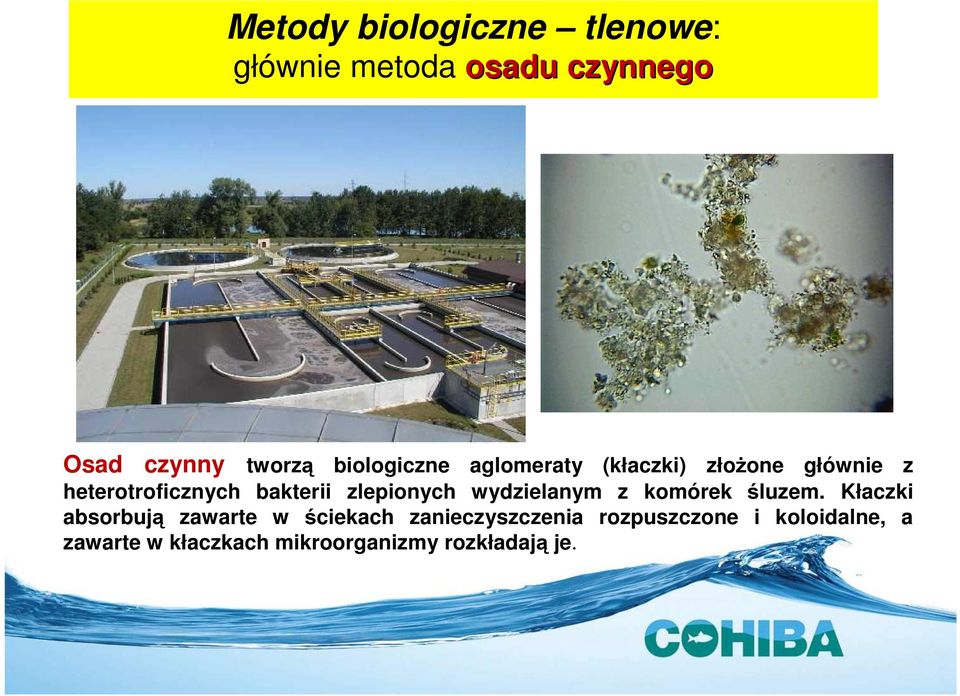 zlepionych wydzielanym z komórek śluzem.