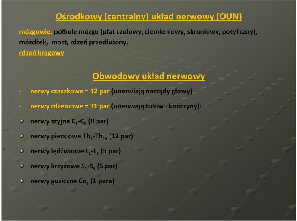 rdzeń kręgowy Obwodowy układ nerwowy - nerwy czaszkowe = 12 par (unerwiają narządy głowy) - nerwy rdzeniowe = 31
