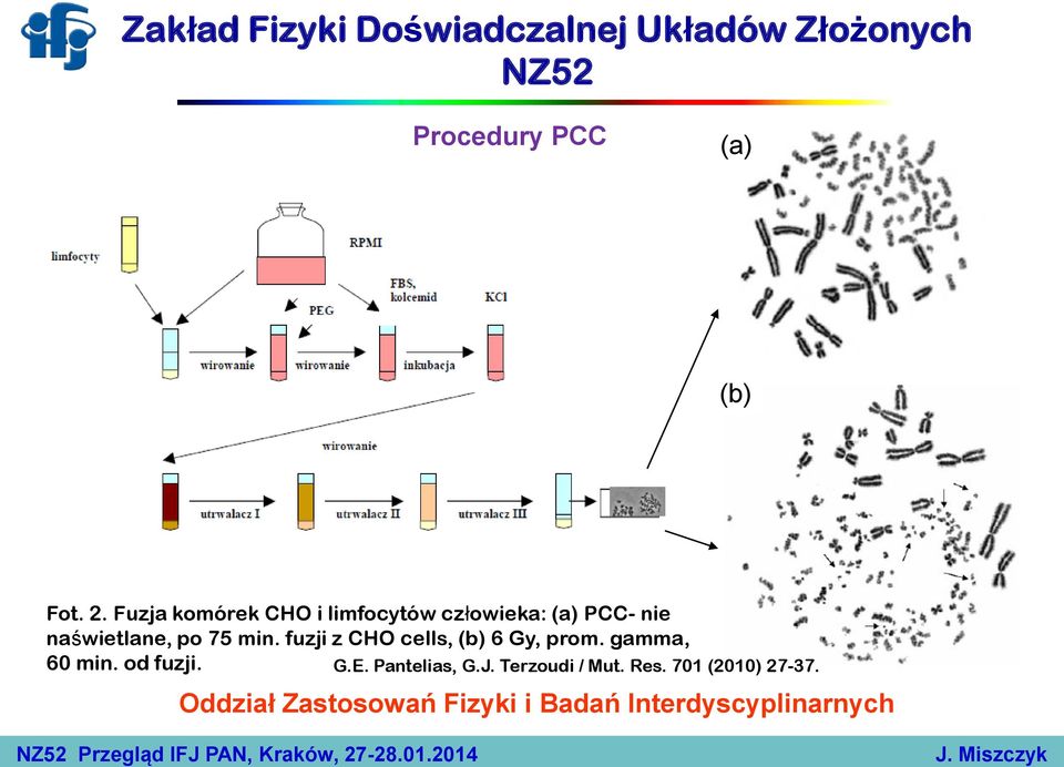 fuzji z CHO cells, (b) 6 Gy, prom. gamma, 60 min. od fuzji. G.E. Pantelias, G.J.