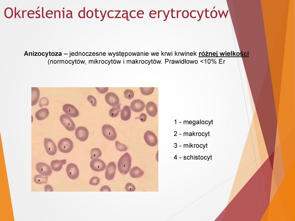 wielkości (normocytów, mikrocytów i makrocytów.