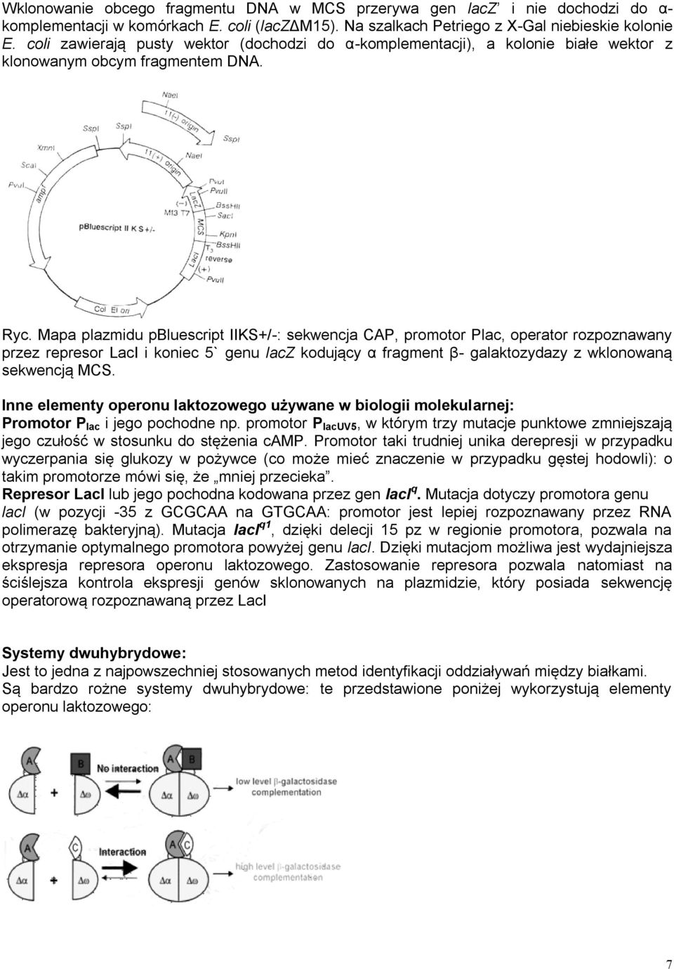 Mapa plazmidu pbluescript IIKS+/-: sekwencja CAP, promotor Plac, operator rozpoznawany przez represor LacI i koniec 5` genu lacz kodujący α fragment β- galaktozydazy z wklonowaną sekwencją MCS.