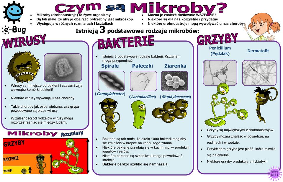 Kształtem mogą przypominać: Spirale Wirusy są mniejsze od bakterii i czasami żyją wewnątrz komórki bakterii! Niektóre wirusy wywołują u nas choroby.