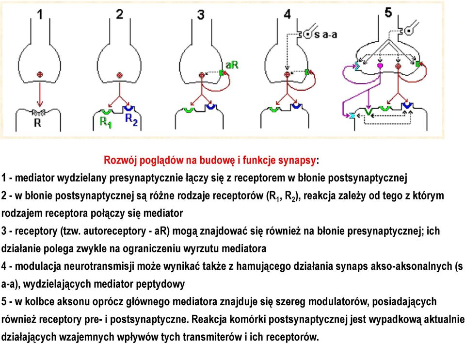 autoreceptory - ar) mogą znajdować się również na błonie presynaptycznej; ich działanie polega zwykle na ograniczeniu wyrzutu mediatora 4 - modulacja neurotransmisji może wynikać także z hamującego