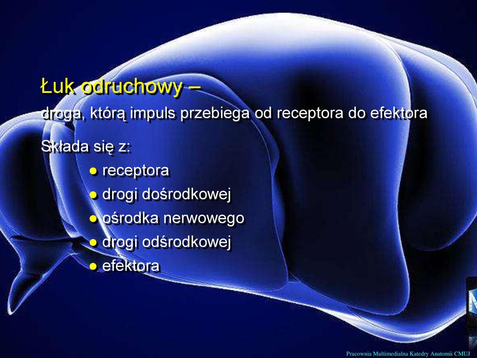 drogi dośrodkowej ośrodka nerwowego drogi