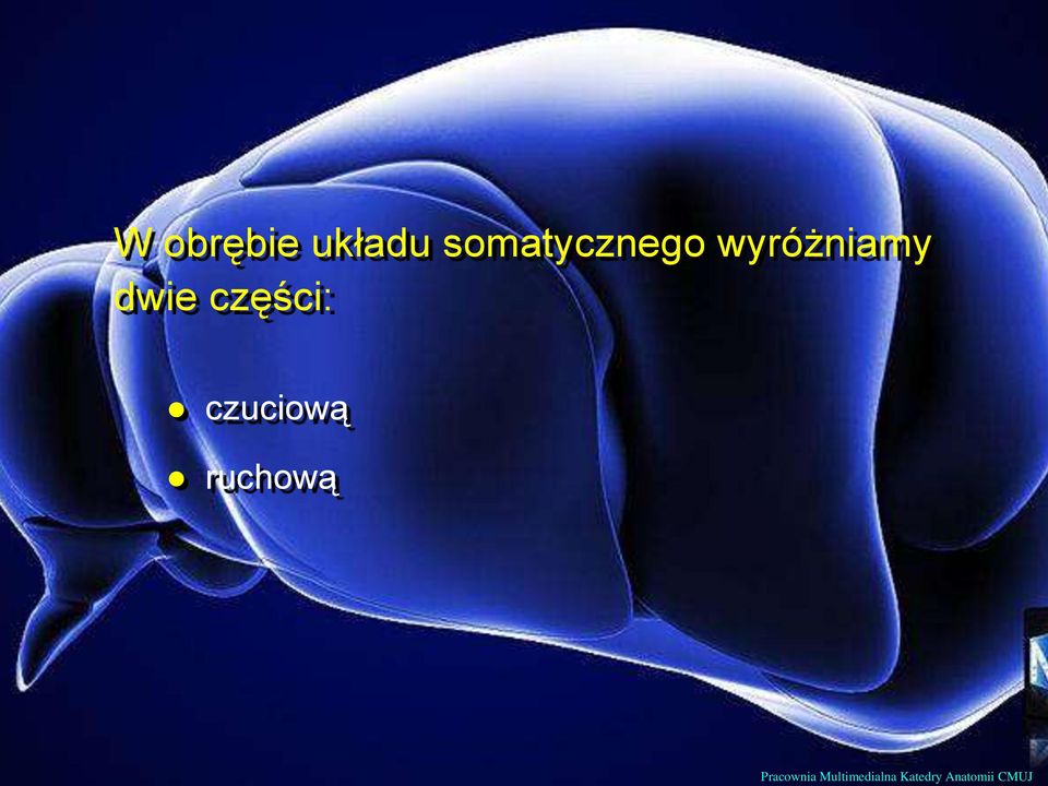 części: czuciową ruchową