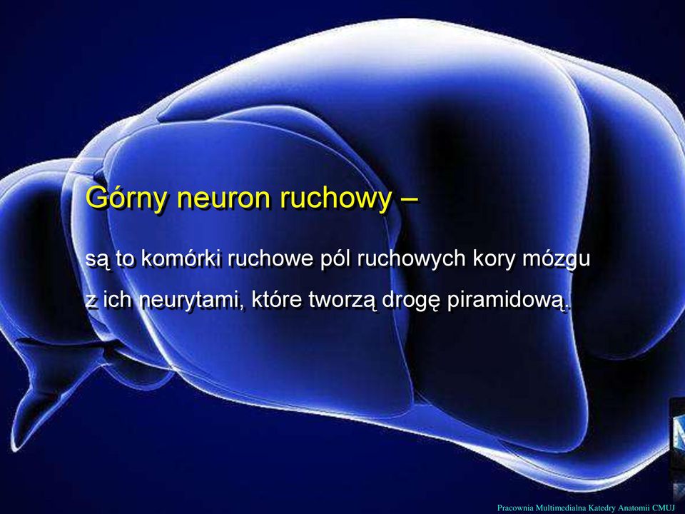 neurytami, które tworzą drogę piramidową.