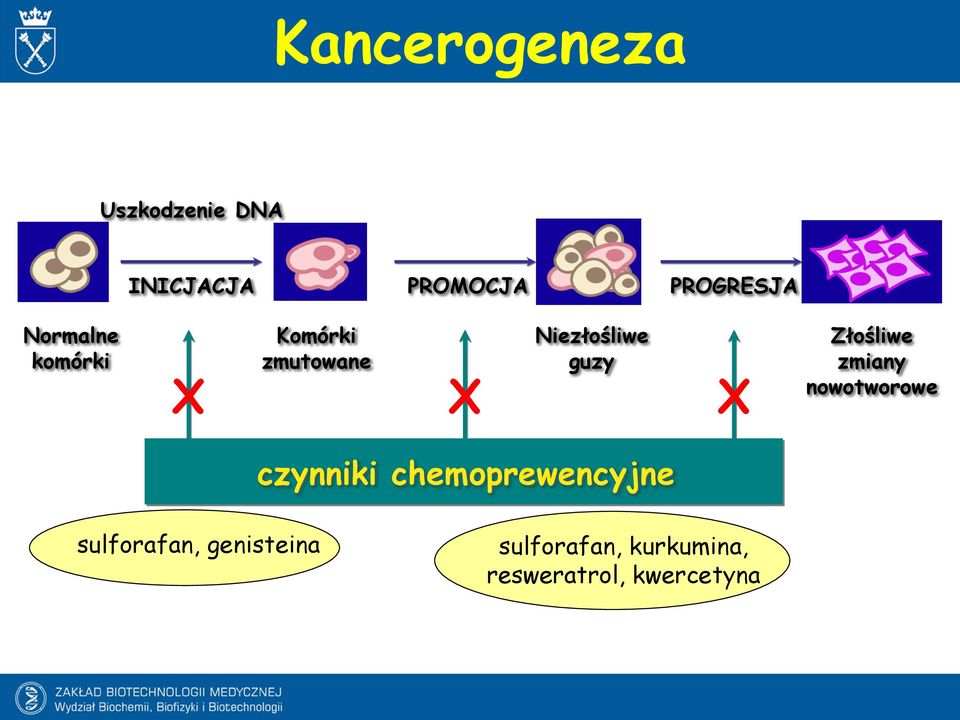 Złośliwe zmiany nowotworowe czynniki chemoprewencyjne