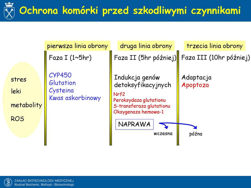 ROS CYP450 Glutation Cysteina Kwas askorbinowy Indukcja genów detoksyfikacyjnych Nrf2