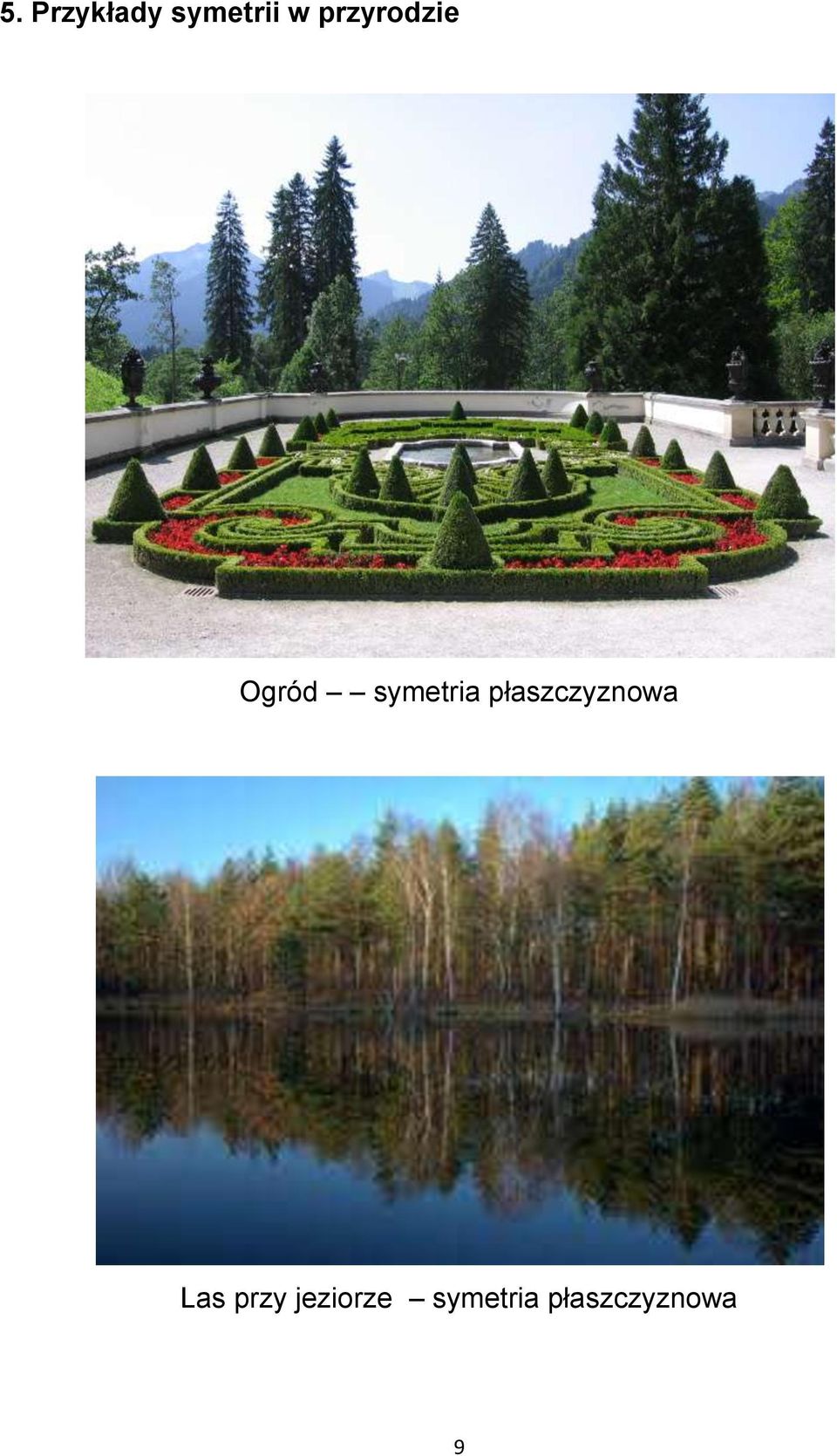 płaszczyznowa Las przy