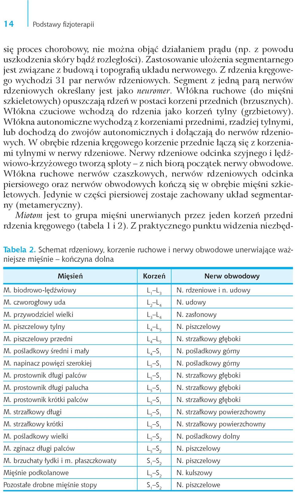 Segment z jedną parą nerwów rdzeniowych określany jest jako neuromer. Włókna ruchowe (do mięśni szkieletowych) opuszczają rdzeń w postaci korzeni przednich (brzusznych).