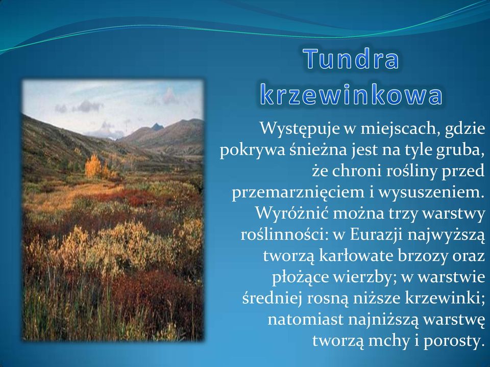 Wyróżnić można trzy warstwy roślinności: w Eurazji najwyższą tworzą karłowate