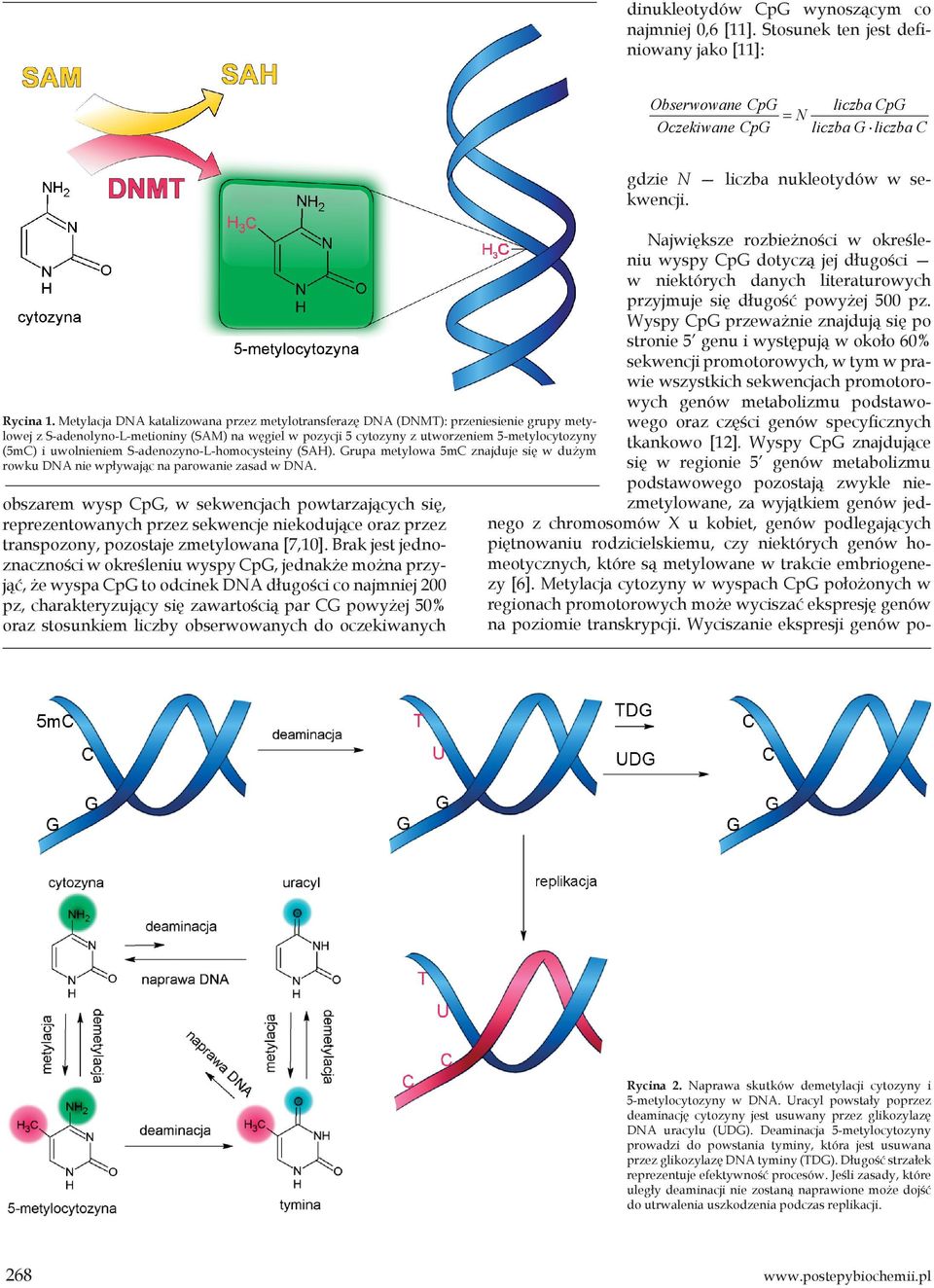 uwolnieniem S-adenozyno-L-homocysteiny (SAH). Grupa metylowa 5mC znajduje się w dużym rowku DNA nie wpływając na parowanie zasad w DNA.