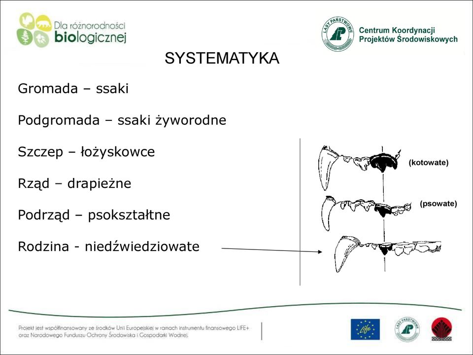 (kotowate) Rząd drapieżne Podrząd