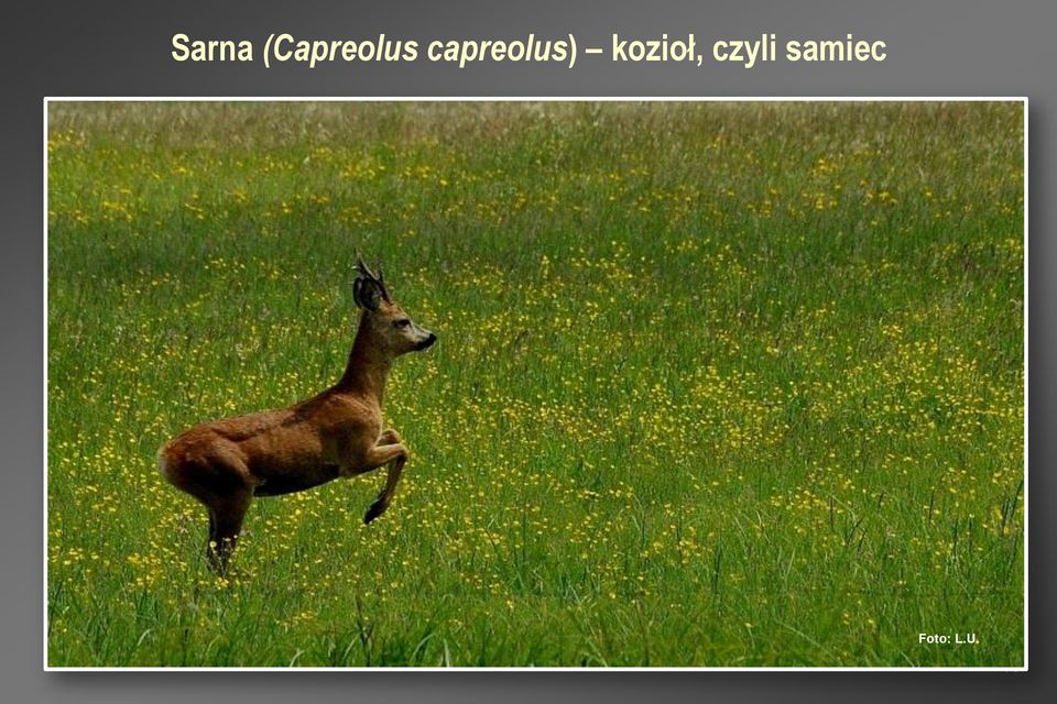 capreolus)