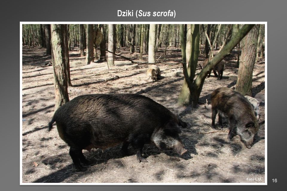 scrofa)