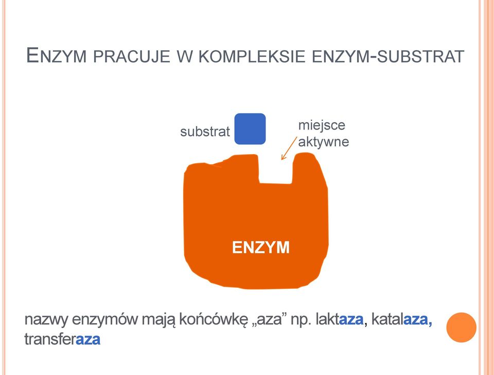 aktywne ENZYM nazwy enzymów mają