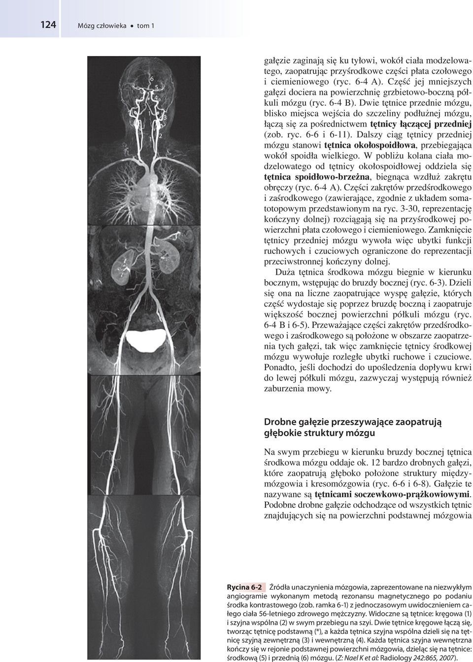 Dwie tętnice przednie mózgu, blisko miejsca wejścia do szczeliny podłużnej mózgu, łączą się za pośrednictwem tętnicy łączącej przedniej (zob. ryc. 6-6 i 6-).