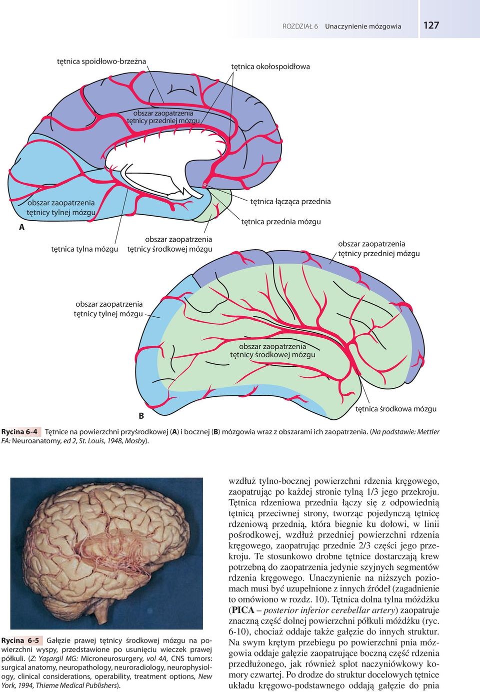 obszarami ich zaopatrzenia. (Na podstawie: Mettler F: Neuroanatomy, ed, St. Louis, 948, Mosby).