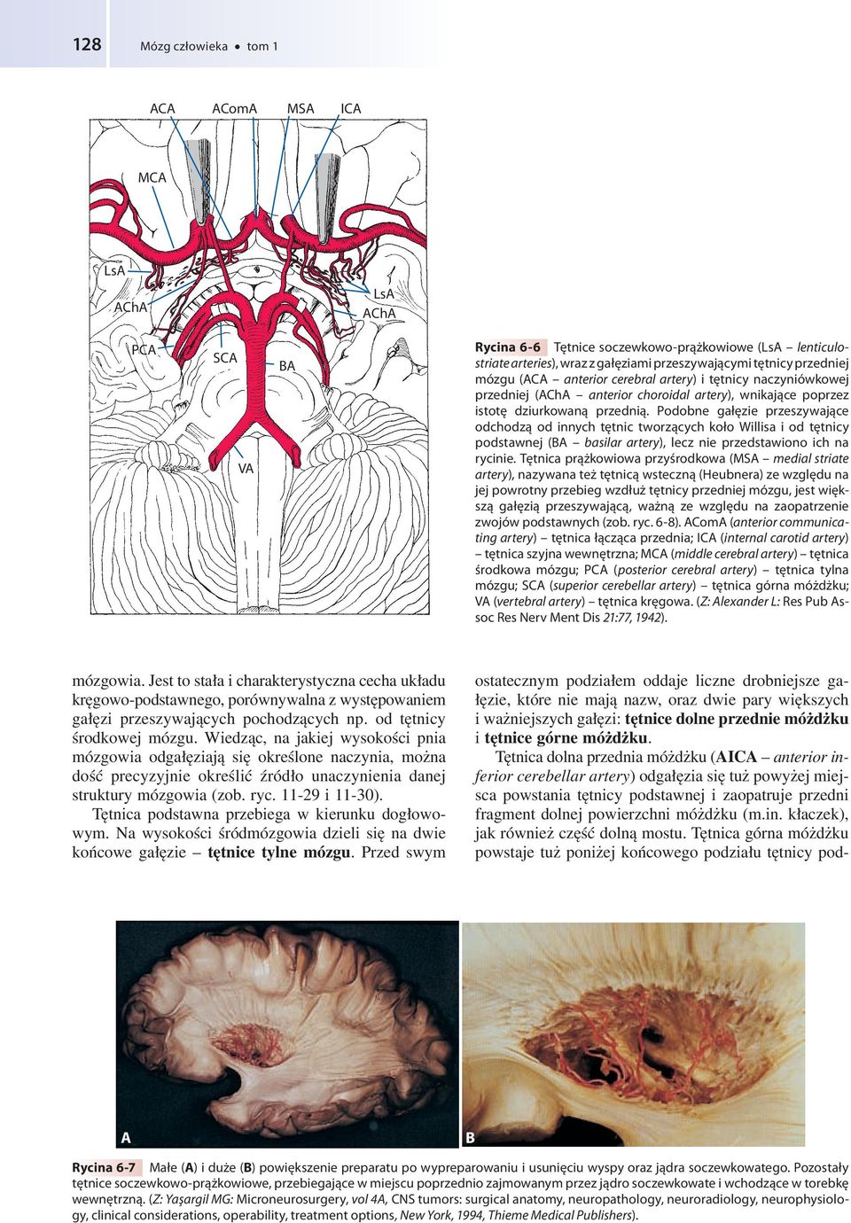 Podobne gałęzie przeszywające odchodzą od innych tętnic tworzących koło Willisa i od tętnicy podstawnej ( basilar artery), lecz nie przedstawiono ich na rycinie.