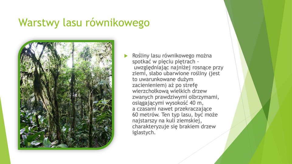 wierzchołkową wielkich drzew zwanych prawdziwymi olbrzymami, osiągającymi wysokość 40 m, a czasami nawet