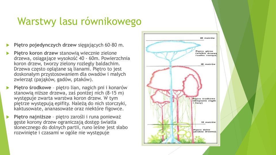 Piętro środkowe piętro lian, nagich pni i konarów stanowią niższe drzewa, zaś poniżej nich (8-15 m) występuje zwarta warstwa koron drzew. W tym piętrze występują epifity.