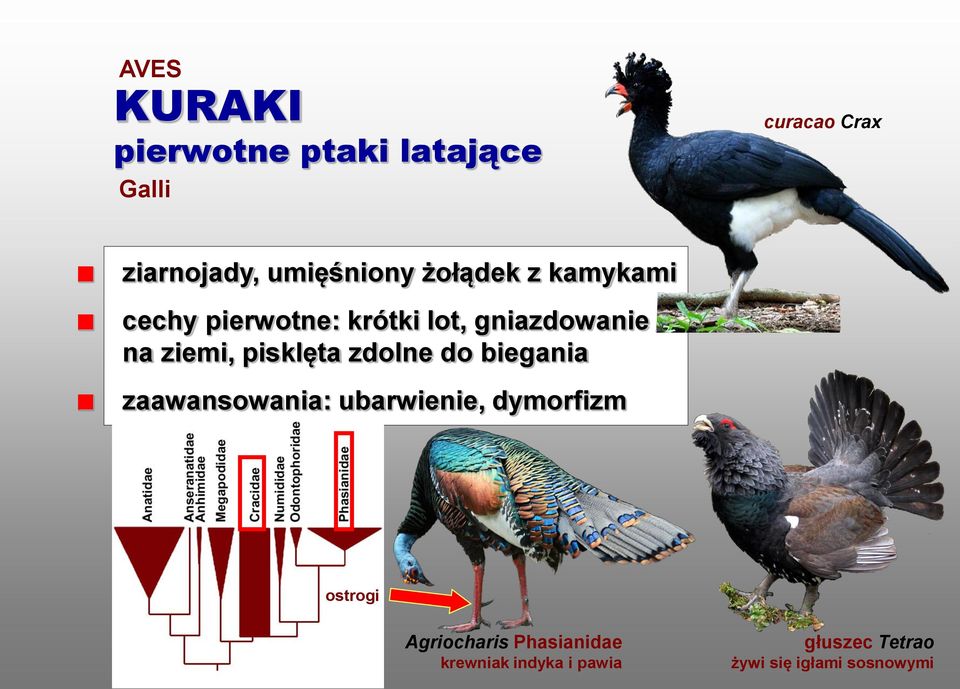 pisklęta zdolne do biegania zaawansowania: ubarwienie, dymorfizm ostrogi