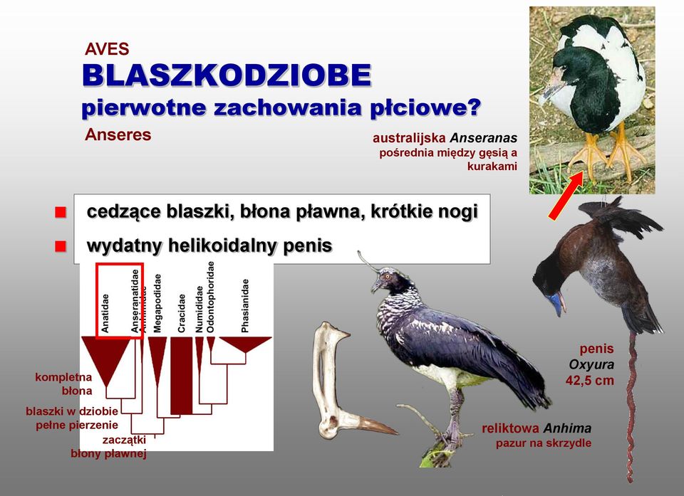 blaszki, błona pławna, krótkie nogi wydatny helikoidalny penis kompletna