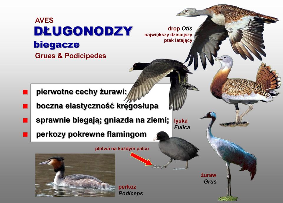 elastyczność kręgosłupa sprawnie biegają; gniazda na ziemi;