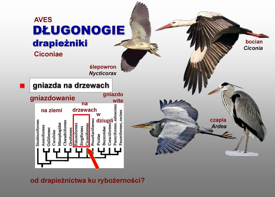 gniazdowanie na ziemi gniazdo wite na drzewach