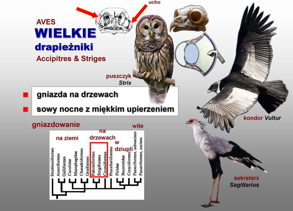 upierzeniem gniazdowanie na ziemi puszczyk Strix