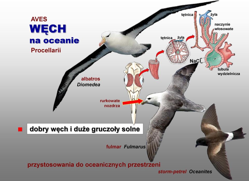 gruczoły solne fulmar Fulmarus