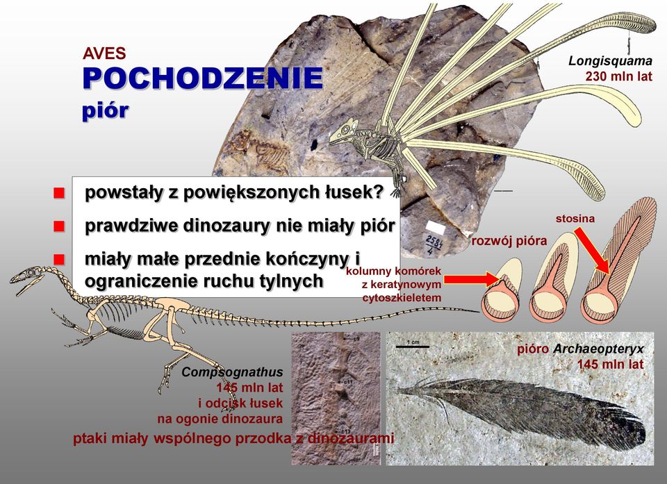 tylnych kolumny komórek z keratynowym cytoszkieletem rozwój pióra stosina Compsognathus 145