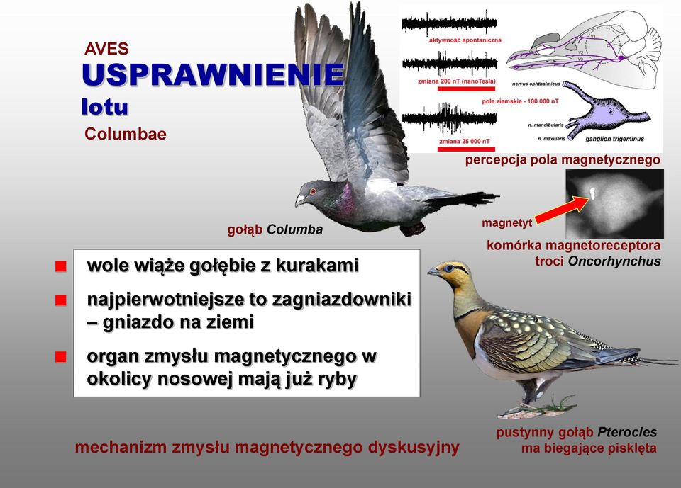 magnetycznego w okolicy nosowej mają już ryby magnetyt komórka magnetoreceptora troci