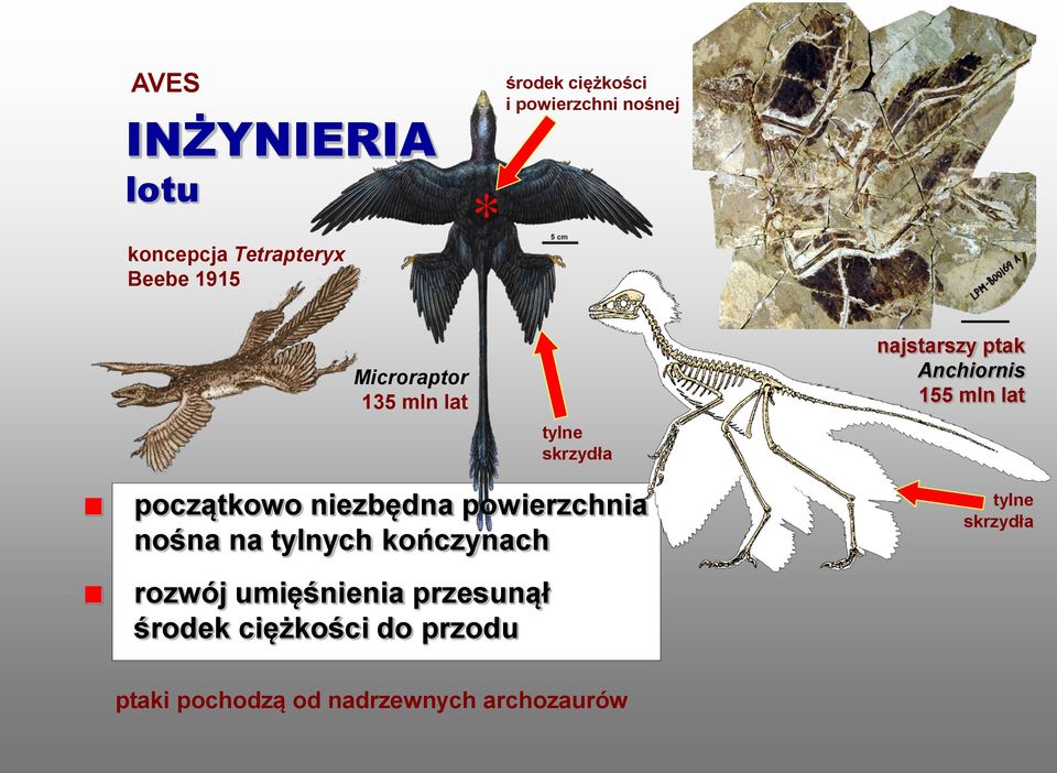 początkowo niezbędna powierzchnia nośna na tylnych kończynach tylne skrzydła rozwój