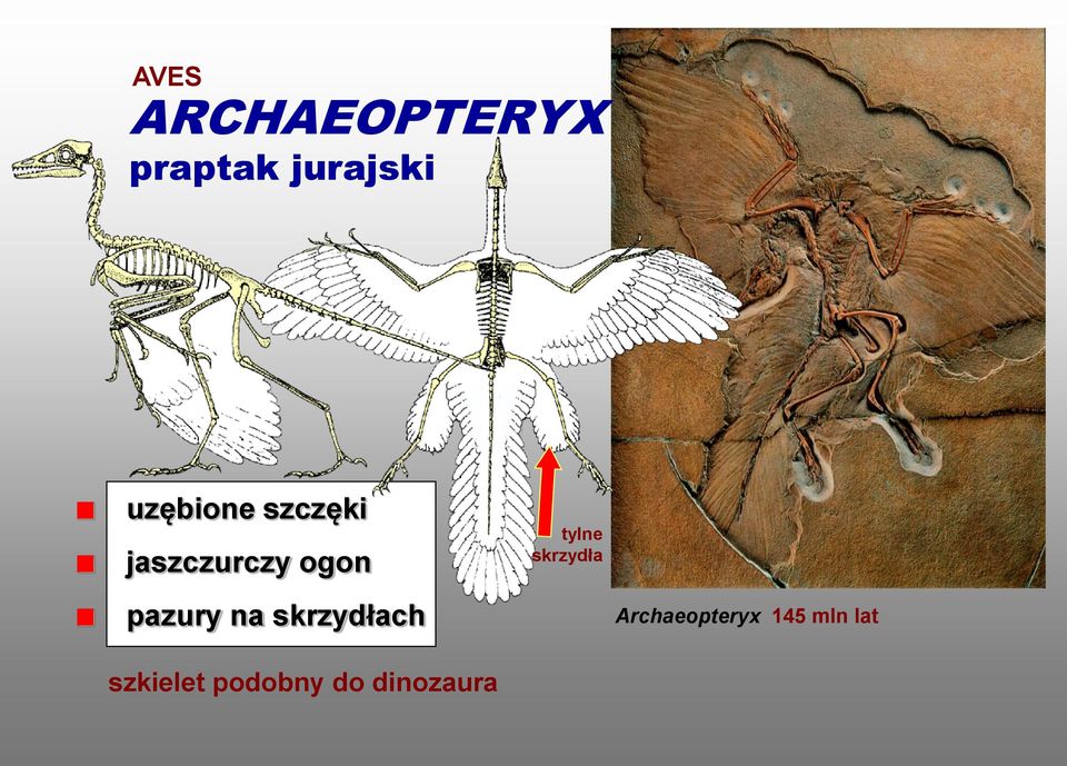 pazury na skrzydłach szkielet podobny