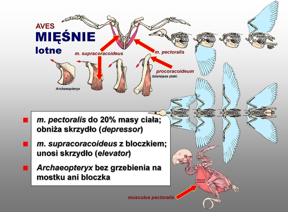 pectoralis do 20% masy ciała; obniża skrzydło (depressor) m.