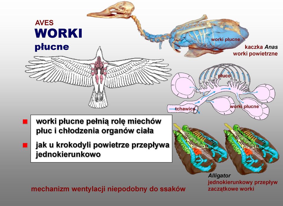 ciała jak u krokodyli powietrze przepływa jednokierunkowo mechanizm