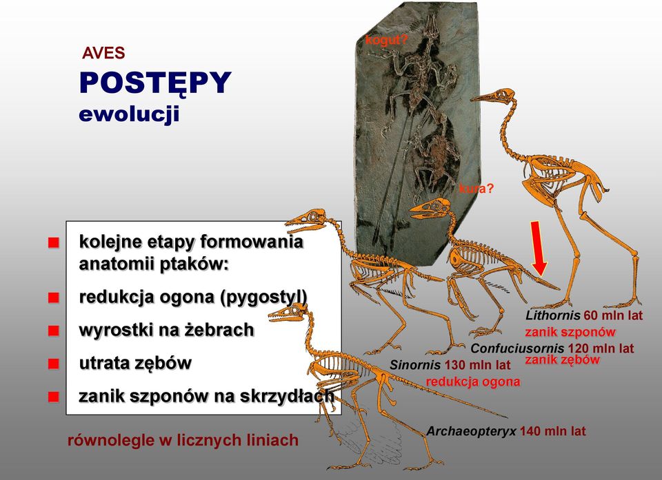 żebrach utrata zębów zanik szponów na skrzydłach równolegle w licznych liniach