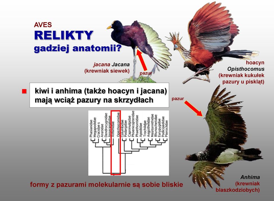 jacana) mają wciąż pazury na skrzydłach pazur hoacyn Opisthocomus