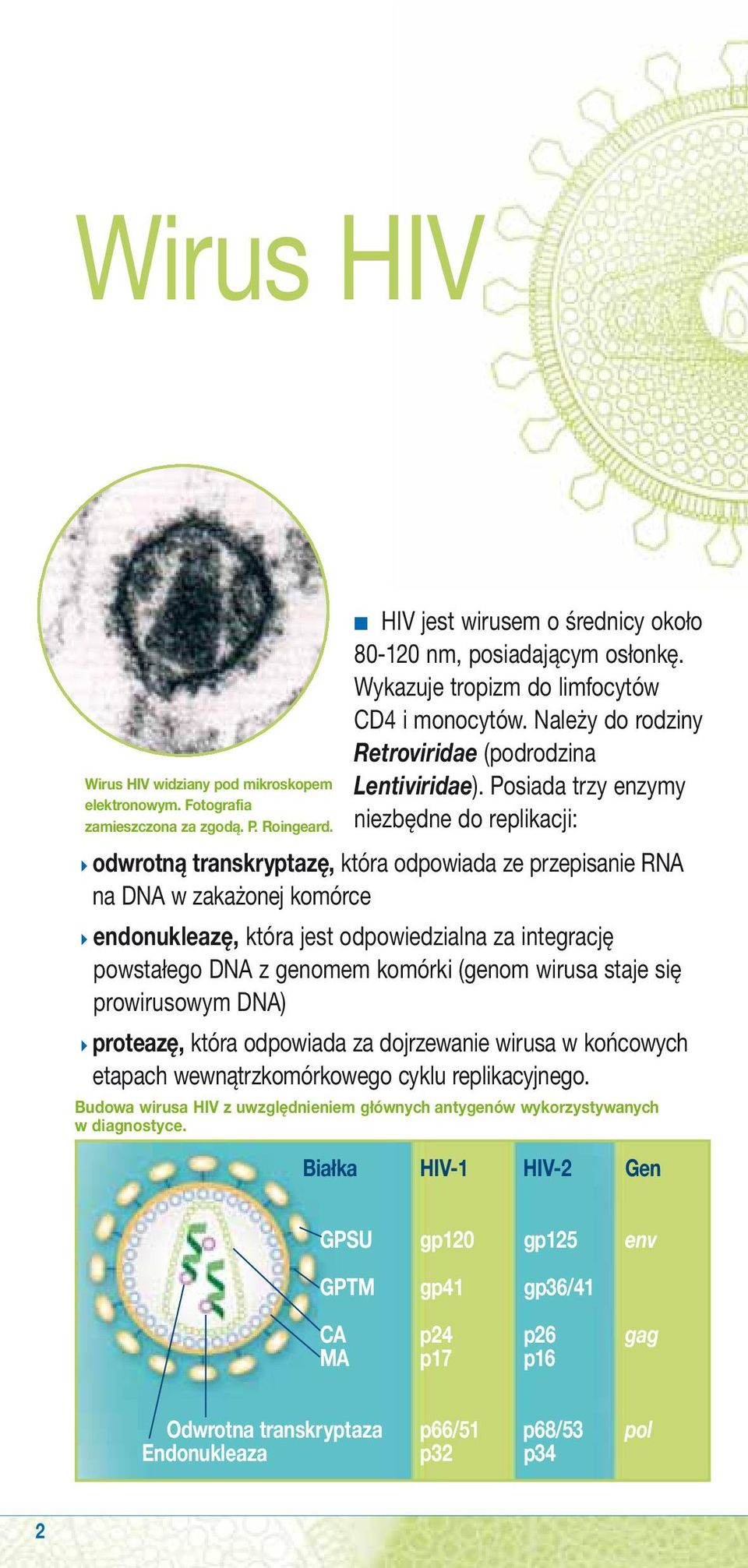 Posiada trzy enzymy niezbędne do replikacji: 4odwrotną transkryptazę, która odpowiada ze przepisanie RNA na DNA w zakażonej komórce 4endonukleazę, która jest odpowiedzialna za integrację powstałego