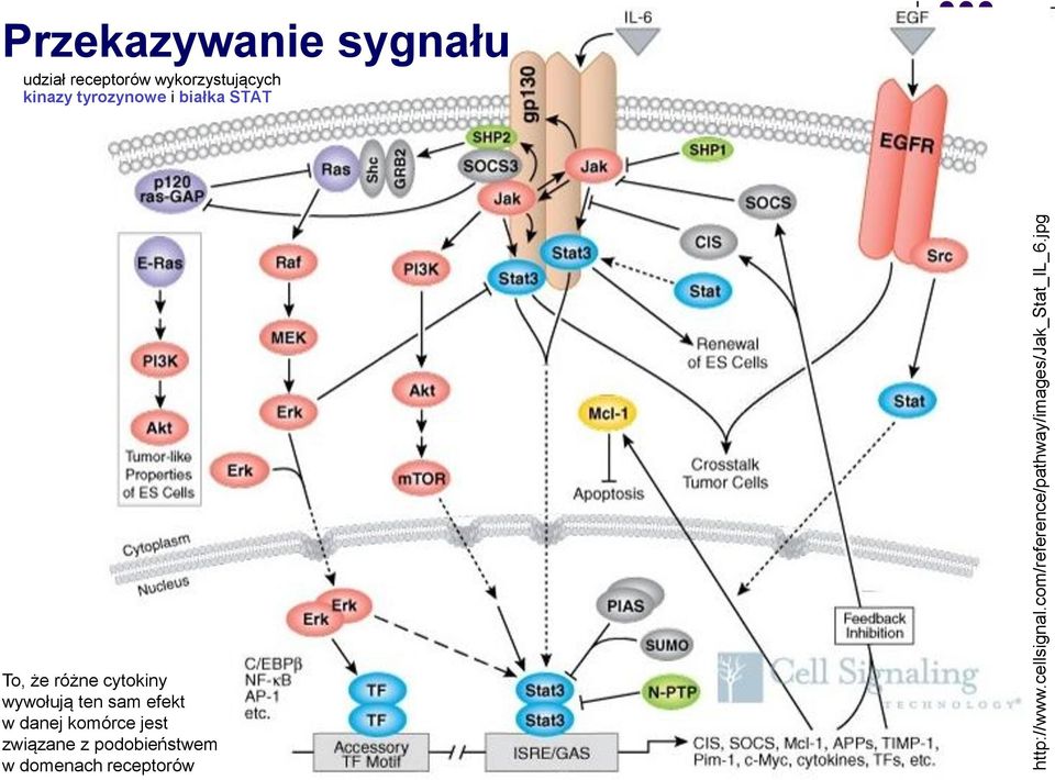 tyrozynowe i białka STAT To, że różne cytokiny wywołują ten sam