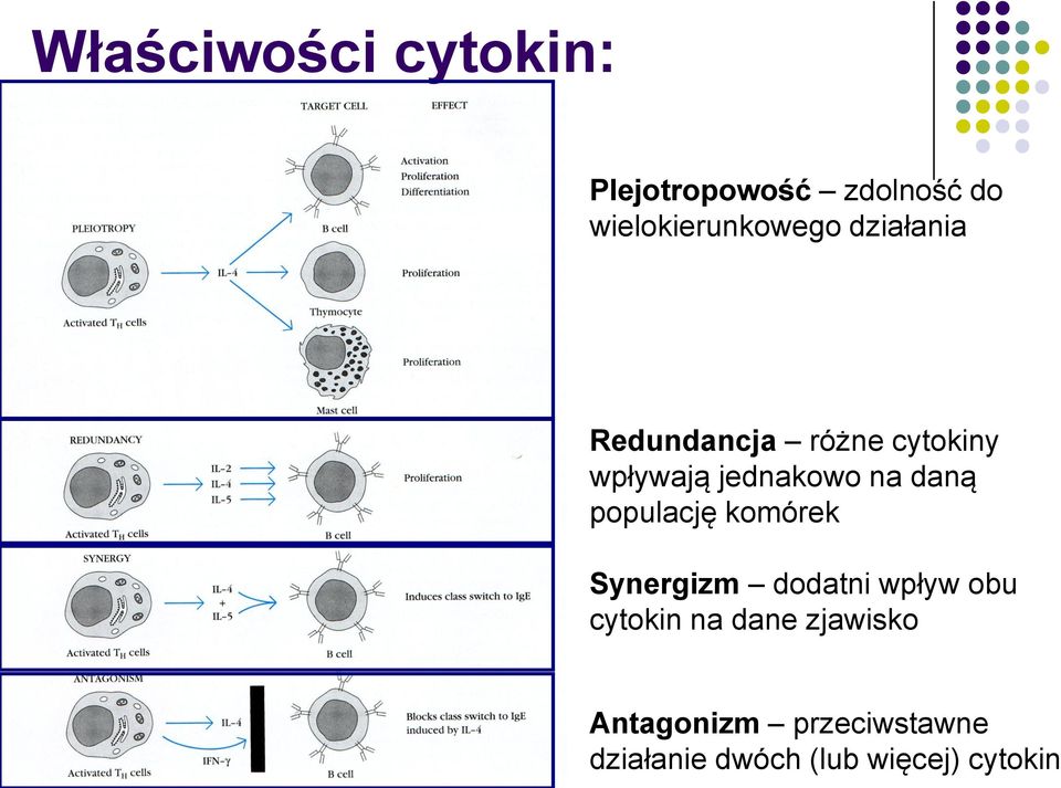 populację komórek Synergizm dodatni wpływ obu cytokin na dane