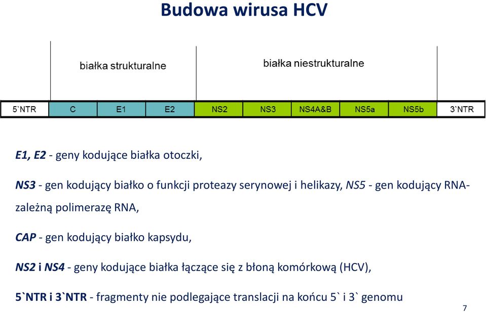 - gen kodujący białko kapsydu, NS2 i NS4 - geny kodujące białka łączące się z błoną