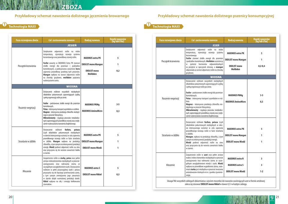 rozwój roślin. Fosfor zawarty w MAXIMUS Extra PK stanowi źródło energii dla przemian i podziałów komórkowych, a podwyższona zawartości boru zapewnia prawidłowy przebieg tych procesów.