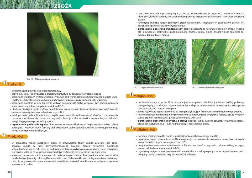 piaszczyste są naturalnie ubogie w miedź, wysokie ph - powyżej 6,5, gleby zbite, słabo natlenione, nadmiar azotu, zimna i mokra wiosna ogranicza pobieranie tego mikroelementu. Fot.