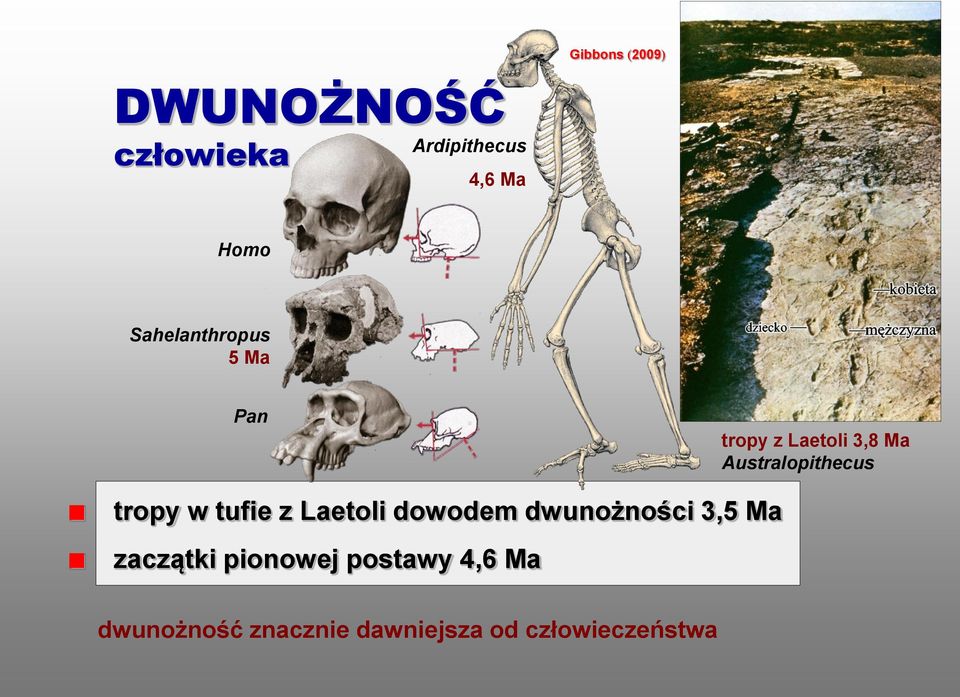 tropy w tufie z Laetoli dowodem dwunożności 3,5 Ma zaczątki